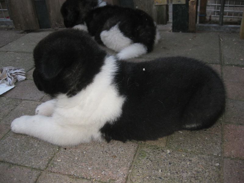 Puppies